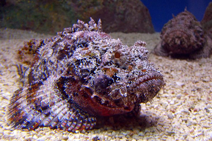 Ikan Stonefish